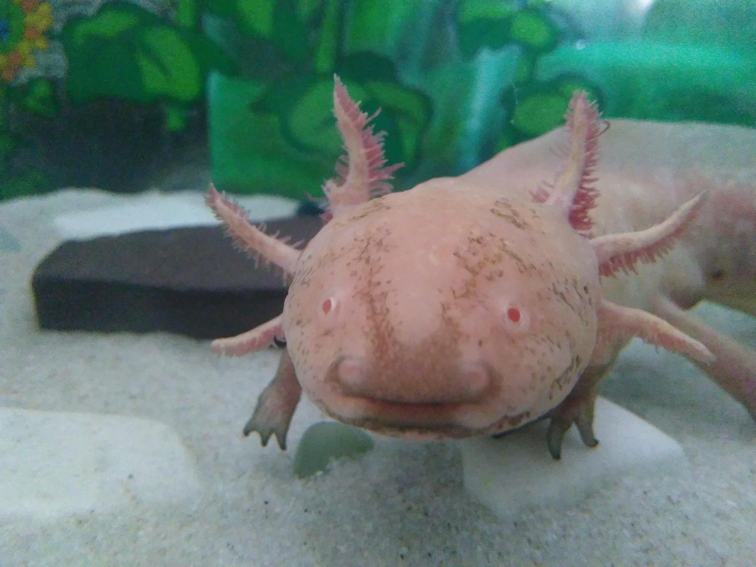 Black Pigment And Speckles On Golden Albino Axolotl Face Caudata Org Newts And Salamanders Portal