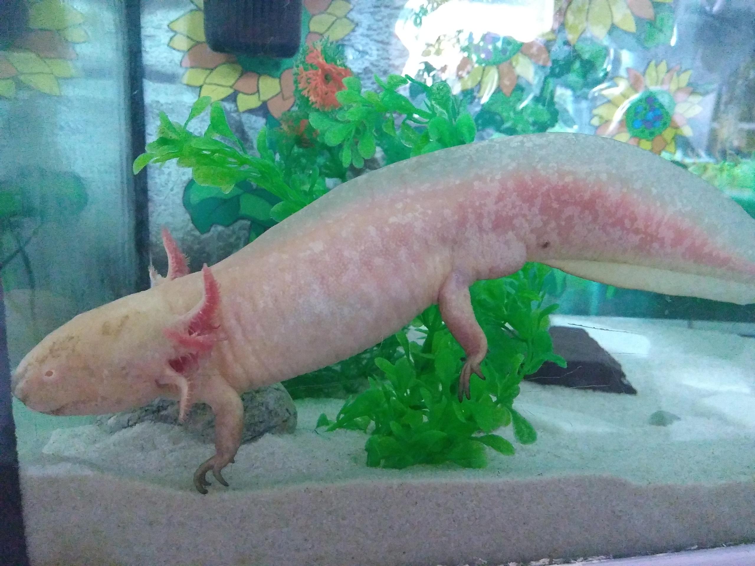 Black Pigment And Speckles On Golden Albino Axolotl Face Caudata Org Newts And Salamanders Portal