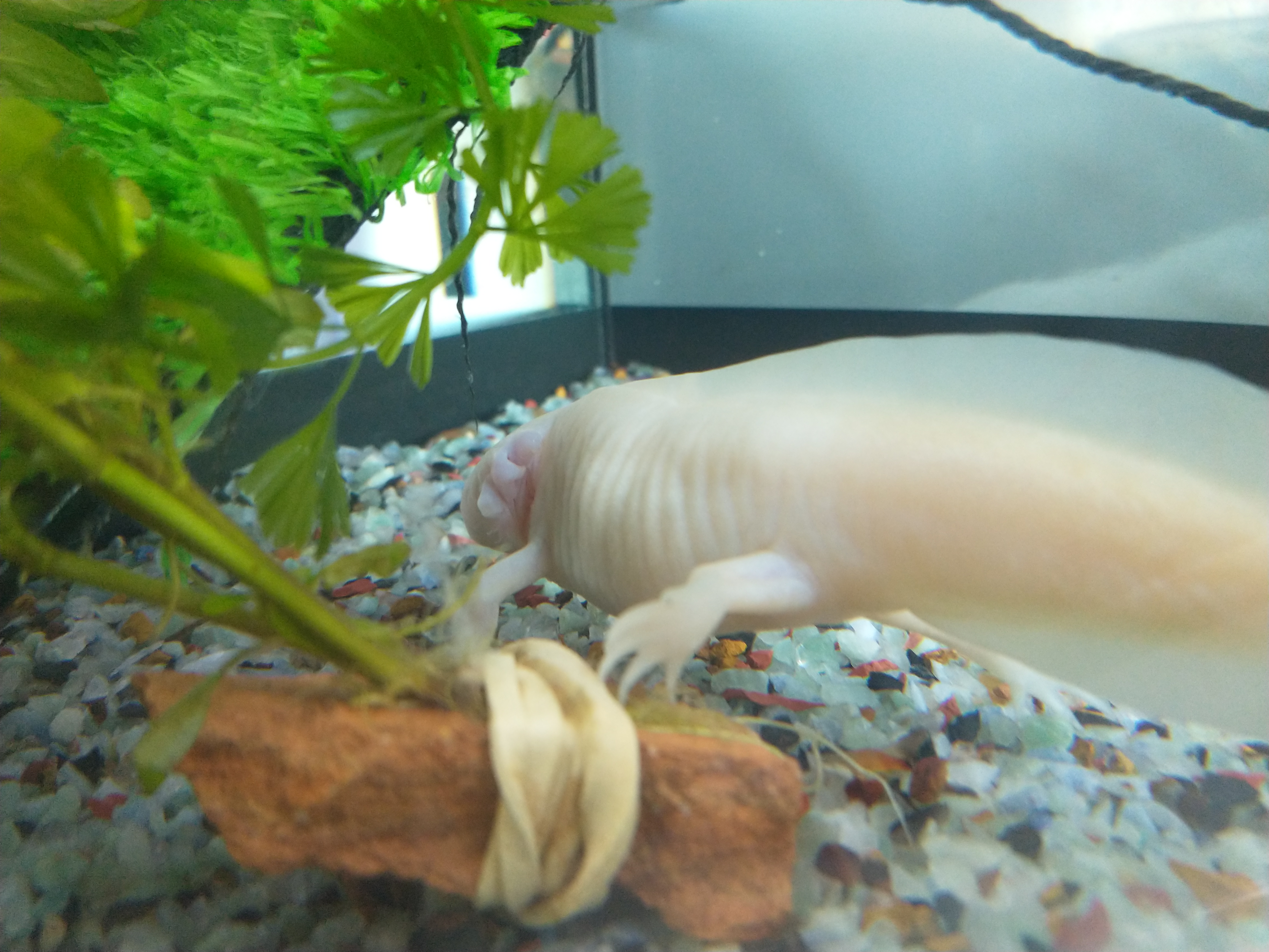 I Think My Axolotl Is Dying Caudata Org Newts And Salamanders Portal