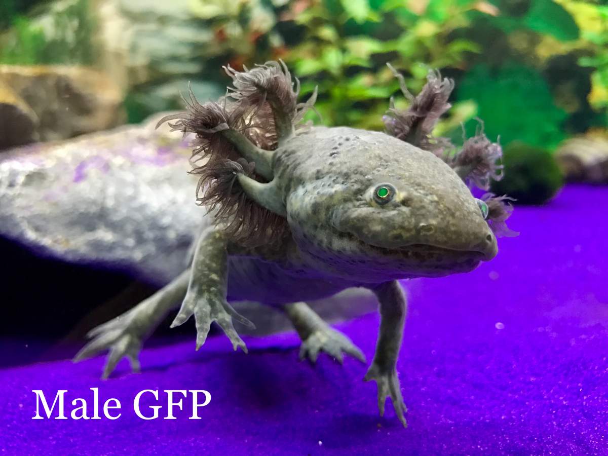 Illness Sickness Please Help 7 Year Old Axolotl Hasn T Been Eating Very Very Thin Found On Side In Tank Today Caudata Org Newts And Salamanders Portal