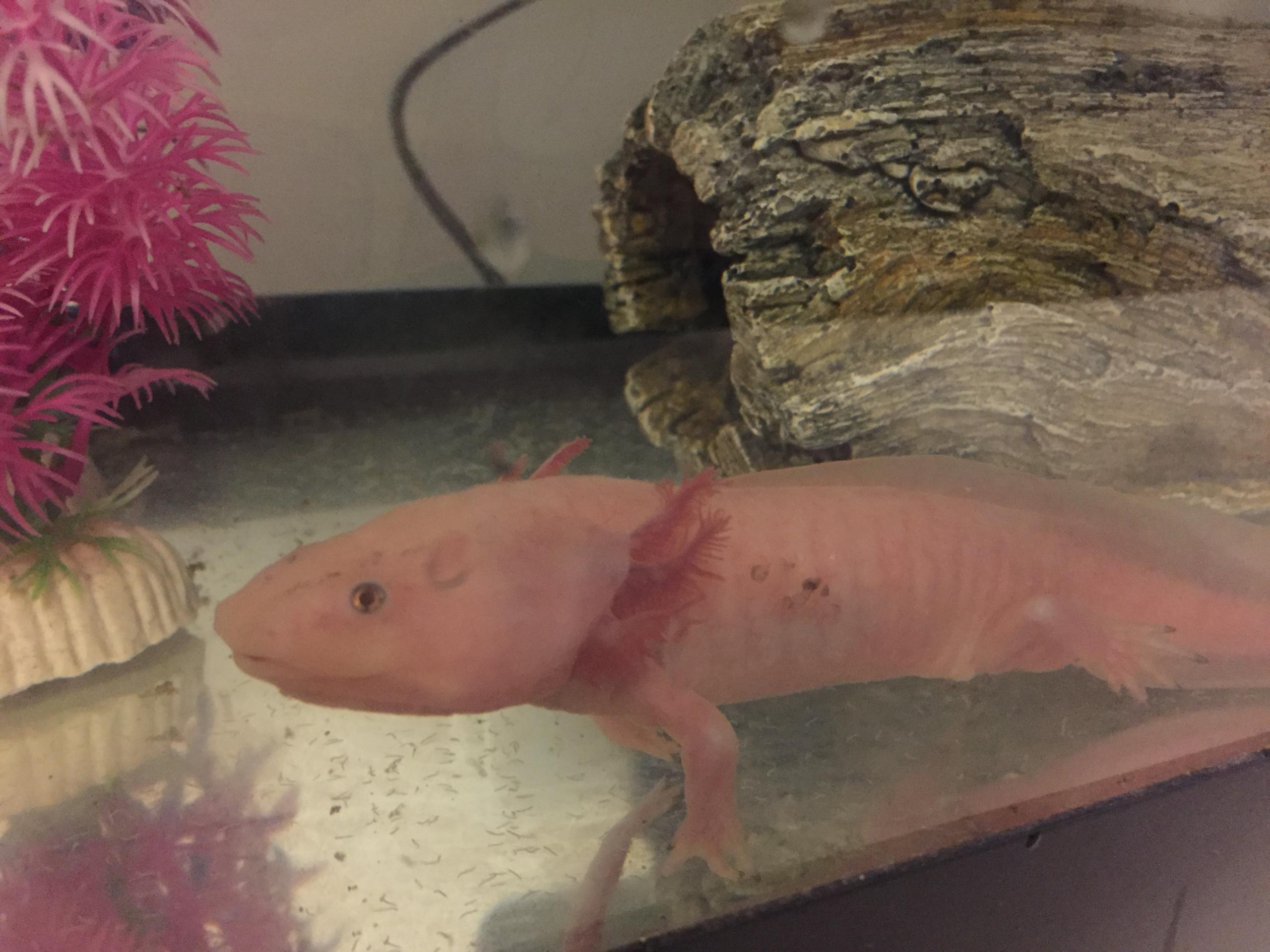 raised-brown-black-lumps-on-side-of-axolotl-caudata-newts-and