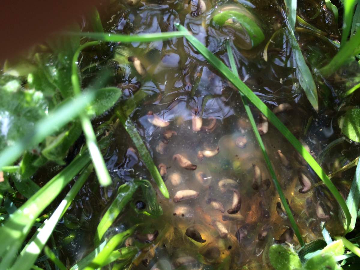 Newt egg sac?, Found this while fishing at Thissel Pond in …