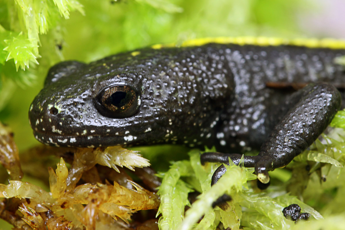 Triturus Carnifex Immature | Caudata.org: Newts And Salamanders Portal