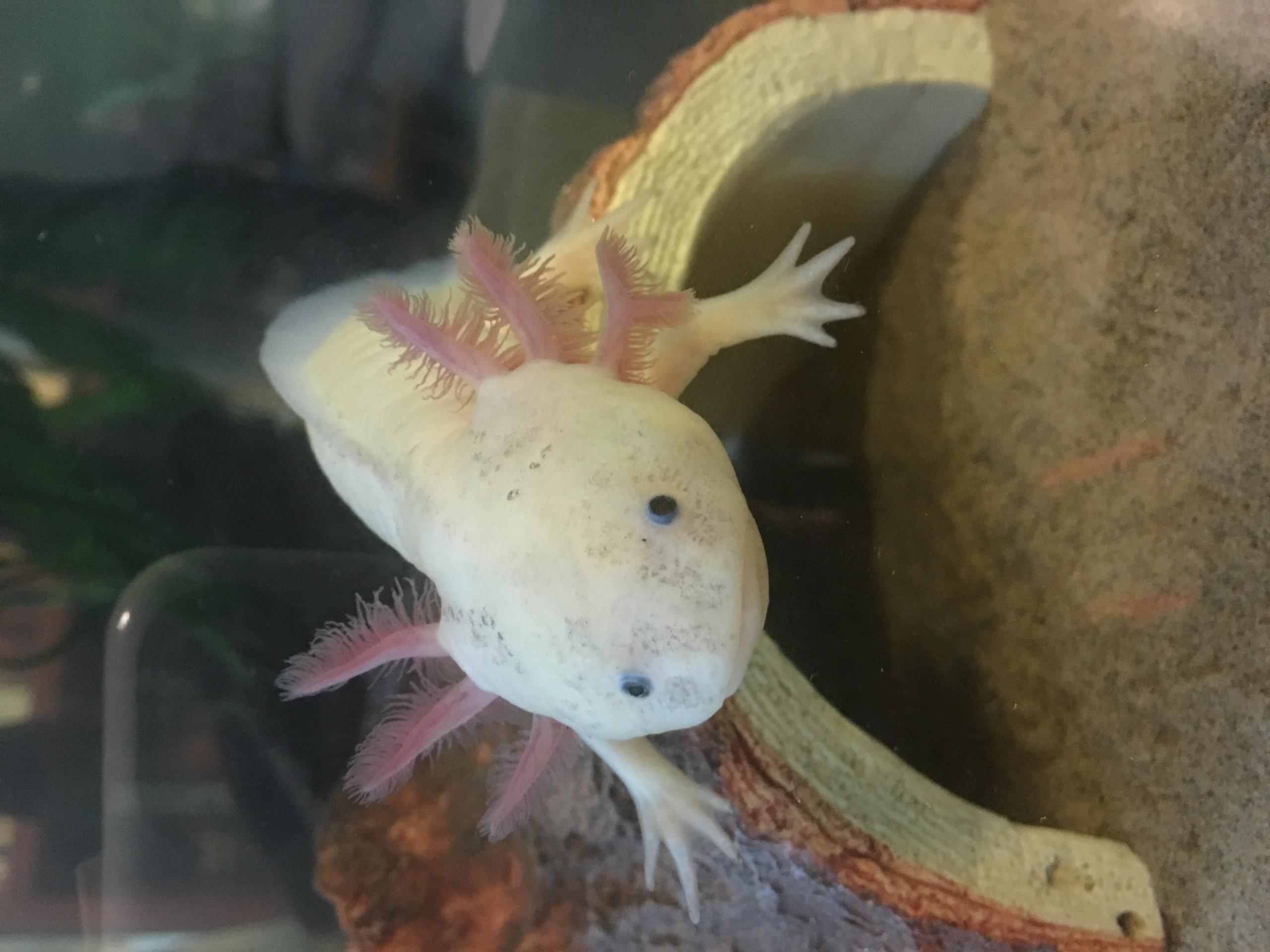 First Axolotl Need Help With Basics And Behavior Caudata Org Newts And Salamanders Portal