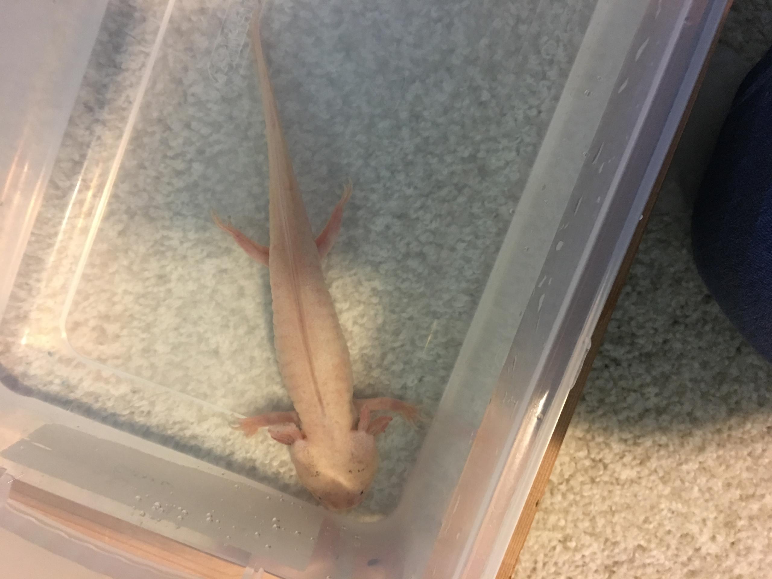 First Axolotl Need Help With Basics And Behavior Caudata Org Newts And Salamanders Portal