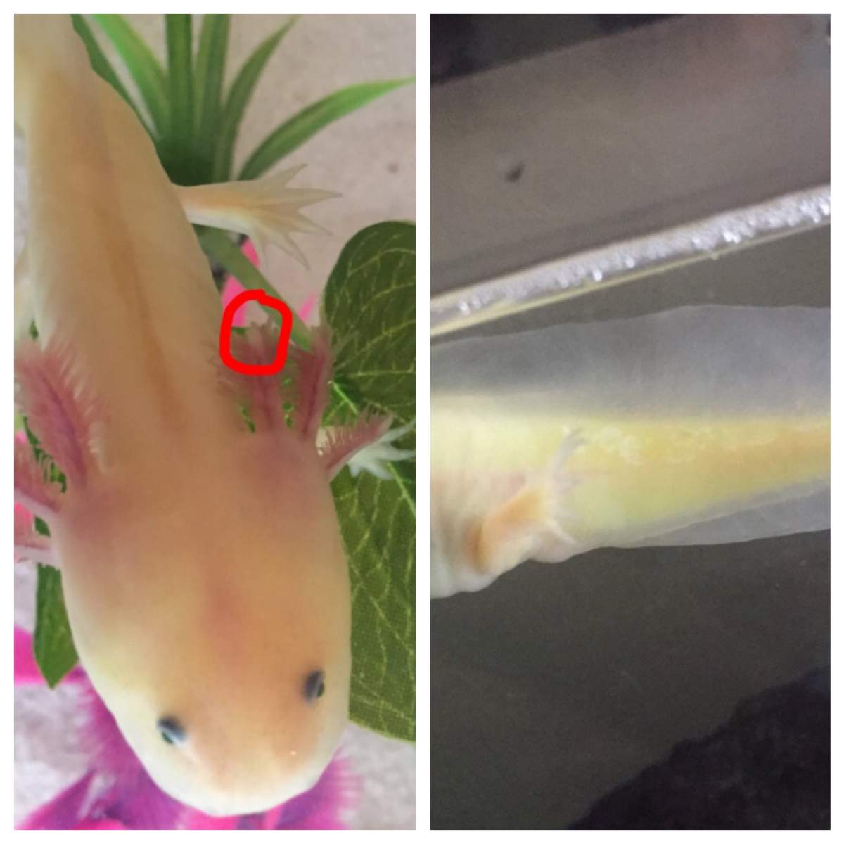 Question Does My Axolotl Have A Fungal Infection Newts And Salamanders Portal