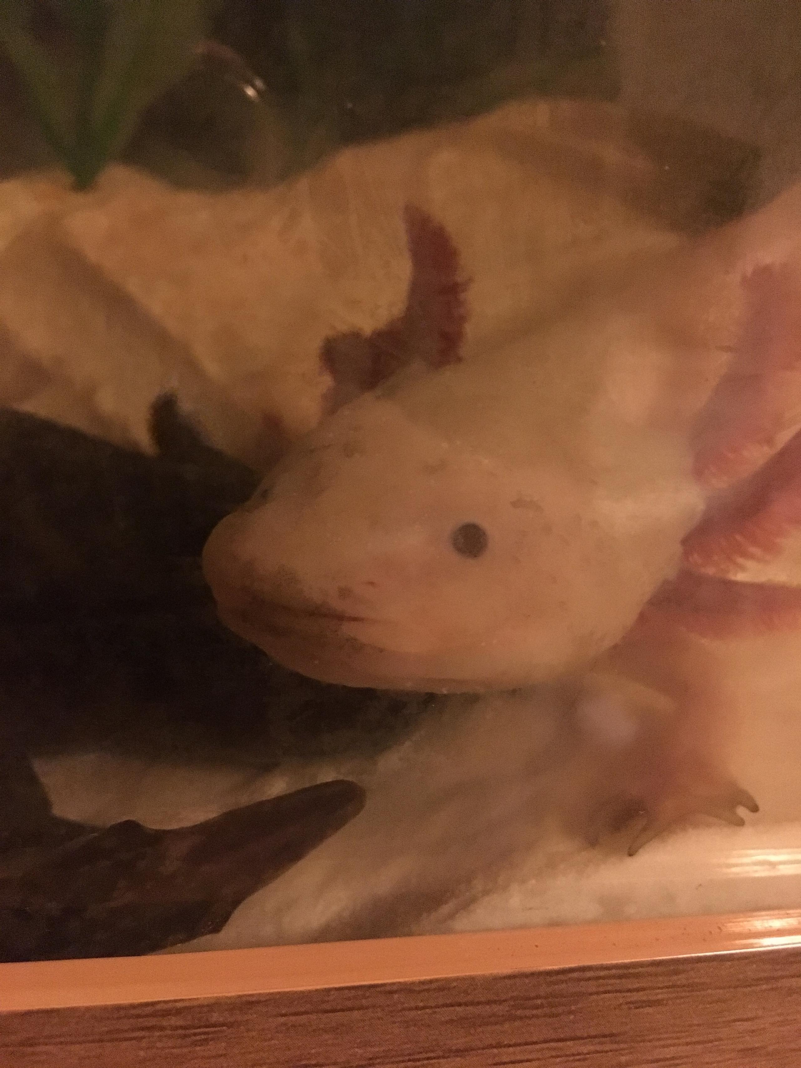 Question Axolotl Has Dirty Mouth Sick Caudata Org Newts And Salamanders Portal