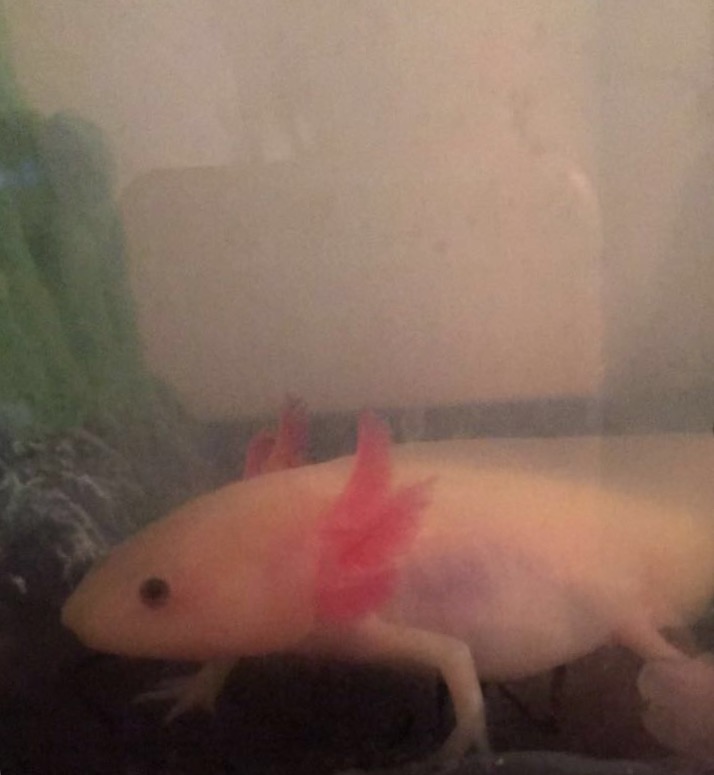 Axolotl Hiding Constantly Bloated Belly Caudata Org Newts And Salamanders Portal