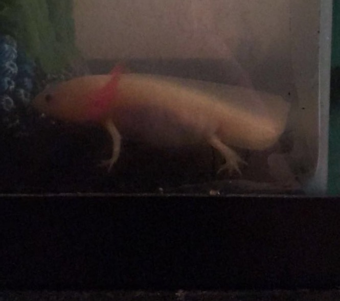 Axolotl Hiding Constantly Bloated Belly Caudata Org Newts And Salamanders Portal