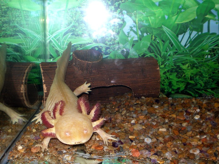 Do you have the stomach for this? Japanese restaurant serves axolotl,  isopods and piranhas, Food News - AsiaOne