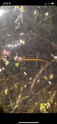 Photo: - What Species Of Newt Eft Is This? | Caudata.org: Newts And ...