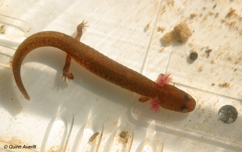 Northern Red Salamander (Pseudotriton ruber ruber) -Quinn Averitt-004.JPG