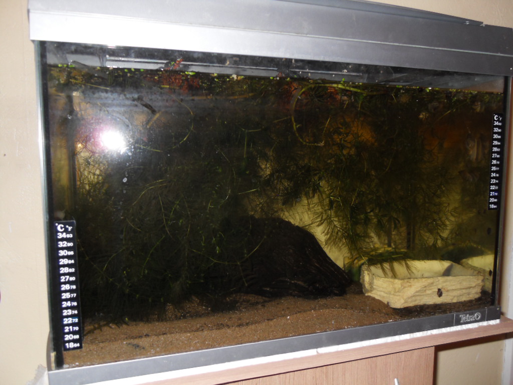 Transparent tank funk?  : Newts and Salamanders Portal