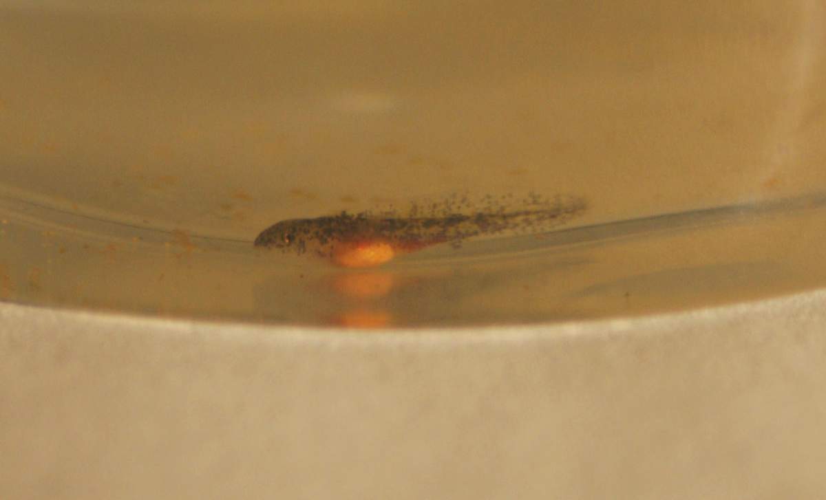 Descapulated BBS Eggs - Hatching v. Non-Hatching | Caudata.org: Newts ...