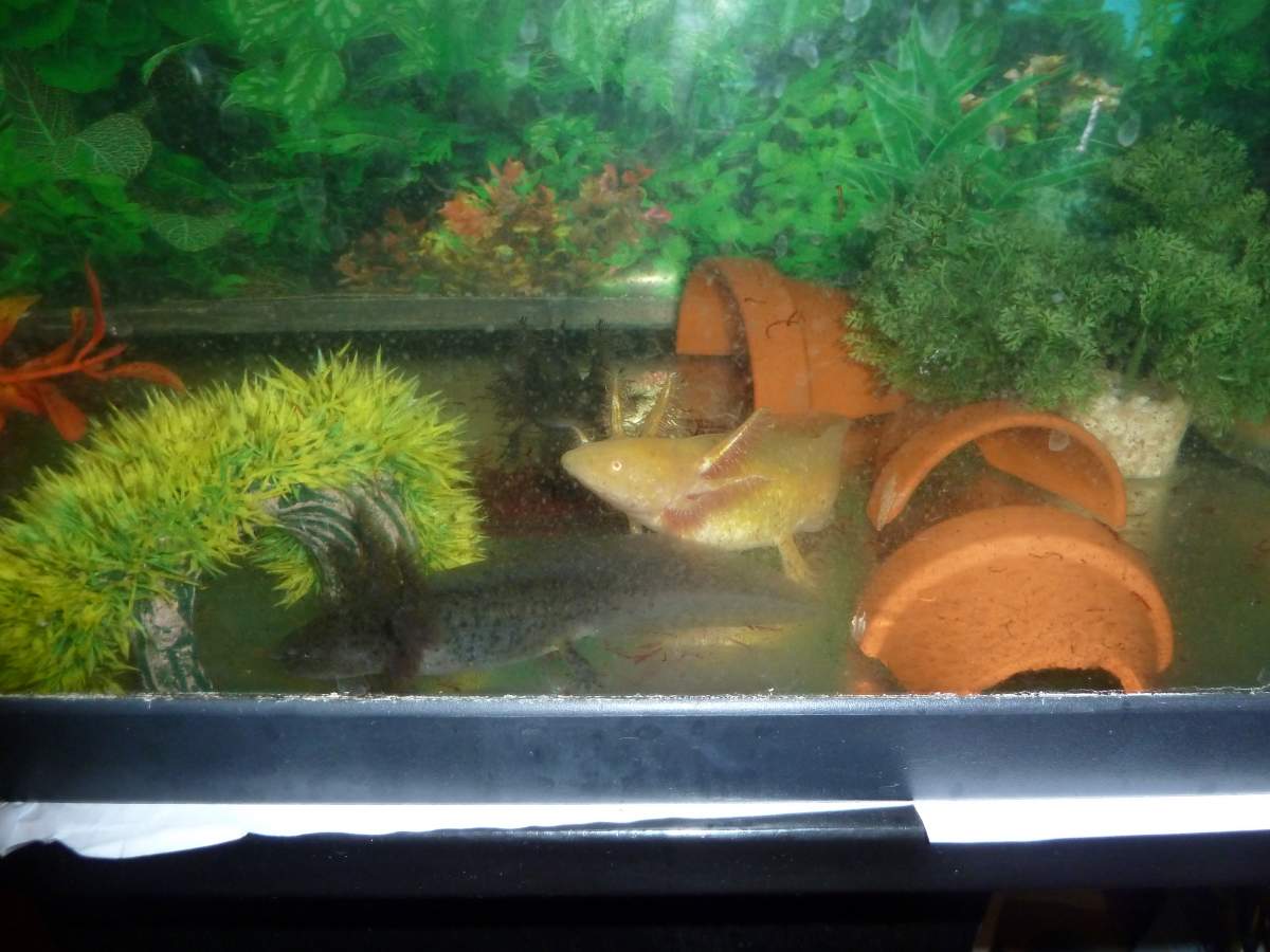 Axolotl Tank Hide Pet Supplies Aquariums Tank Decor