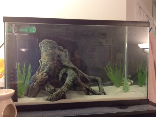 Question First Axolotl Does My Tank Look Alright Caudata Org Newts And Salamanders Portal