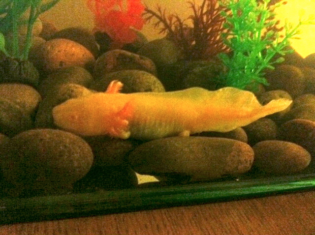 Axolotl Care Sheet Tank Set Up Diet Breeding More 60 Off