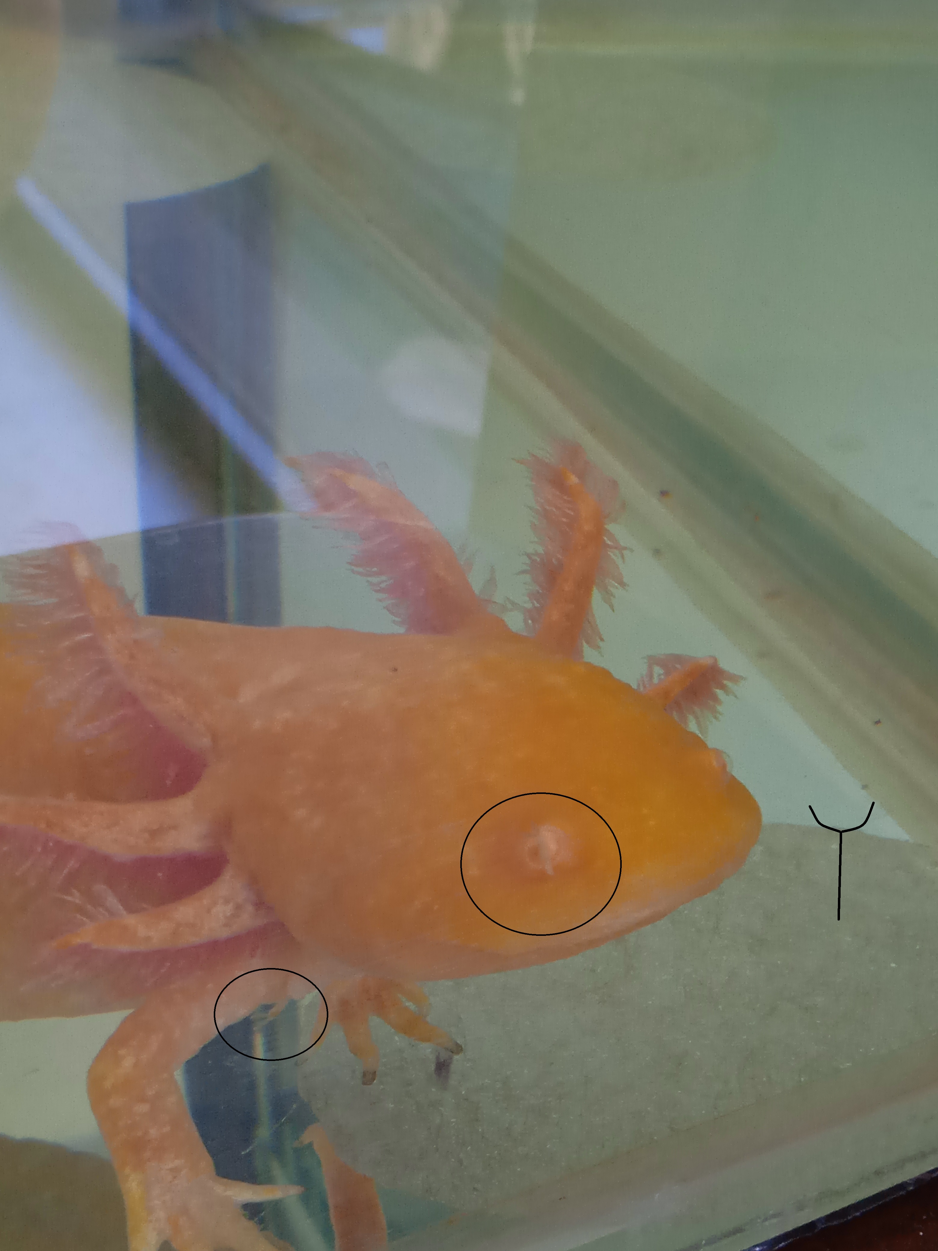 Weird Growth On Golden Axolotl | Caudata.org: Newts And Salamanders Portal