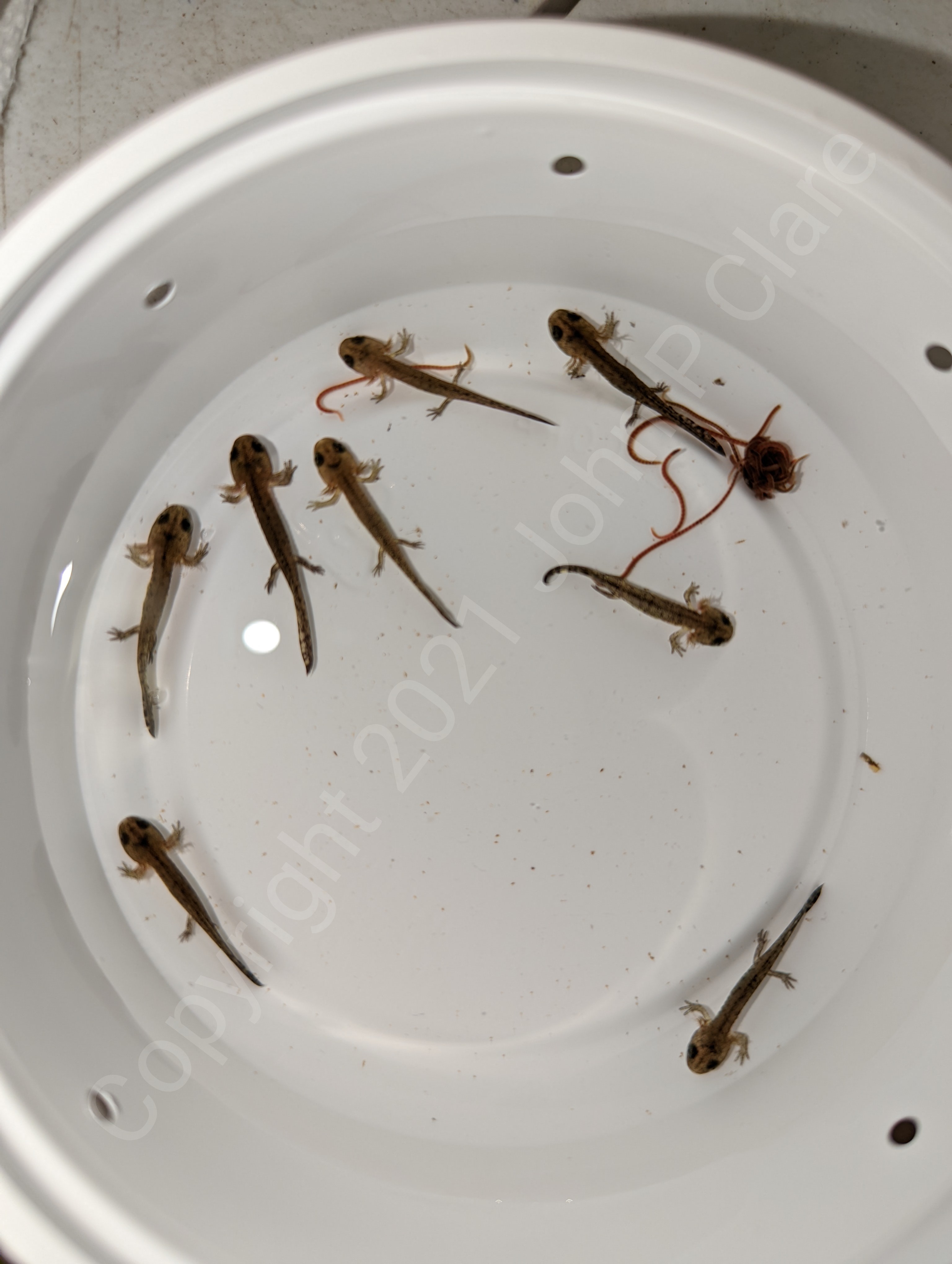 Sierra Morena Fire Salamander litter : Newts and Salamanders  Portal