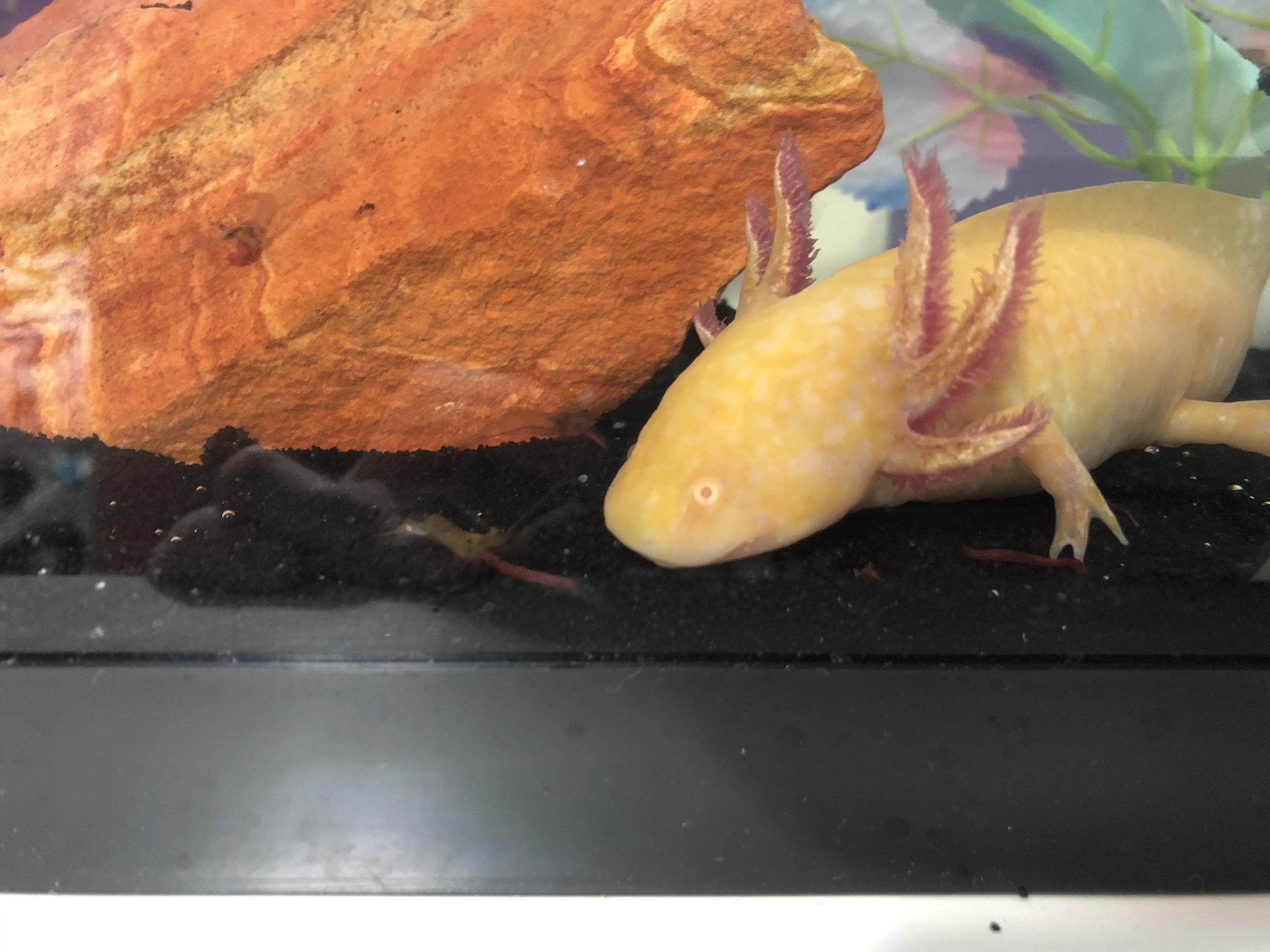 Question Huge Ammonia Problem In My Axolotl Tank Any Other Ways To Bring It Down Caudata Org Newts And Salamanders Portal