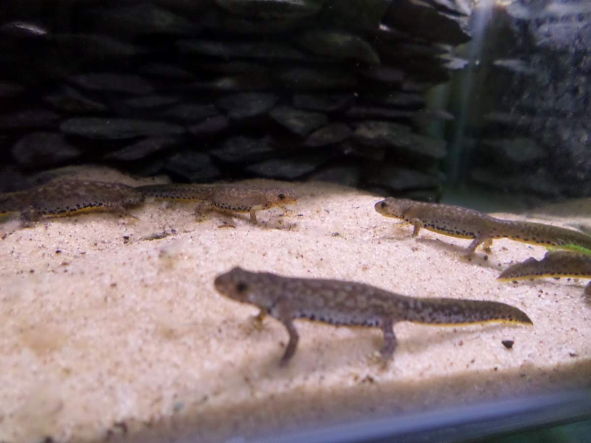 Transparent tank funk?  : Newts and Salamanders Portal