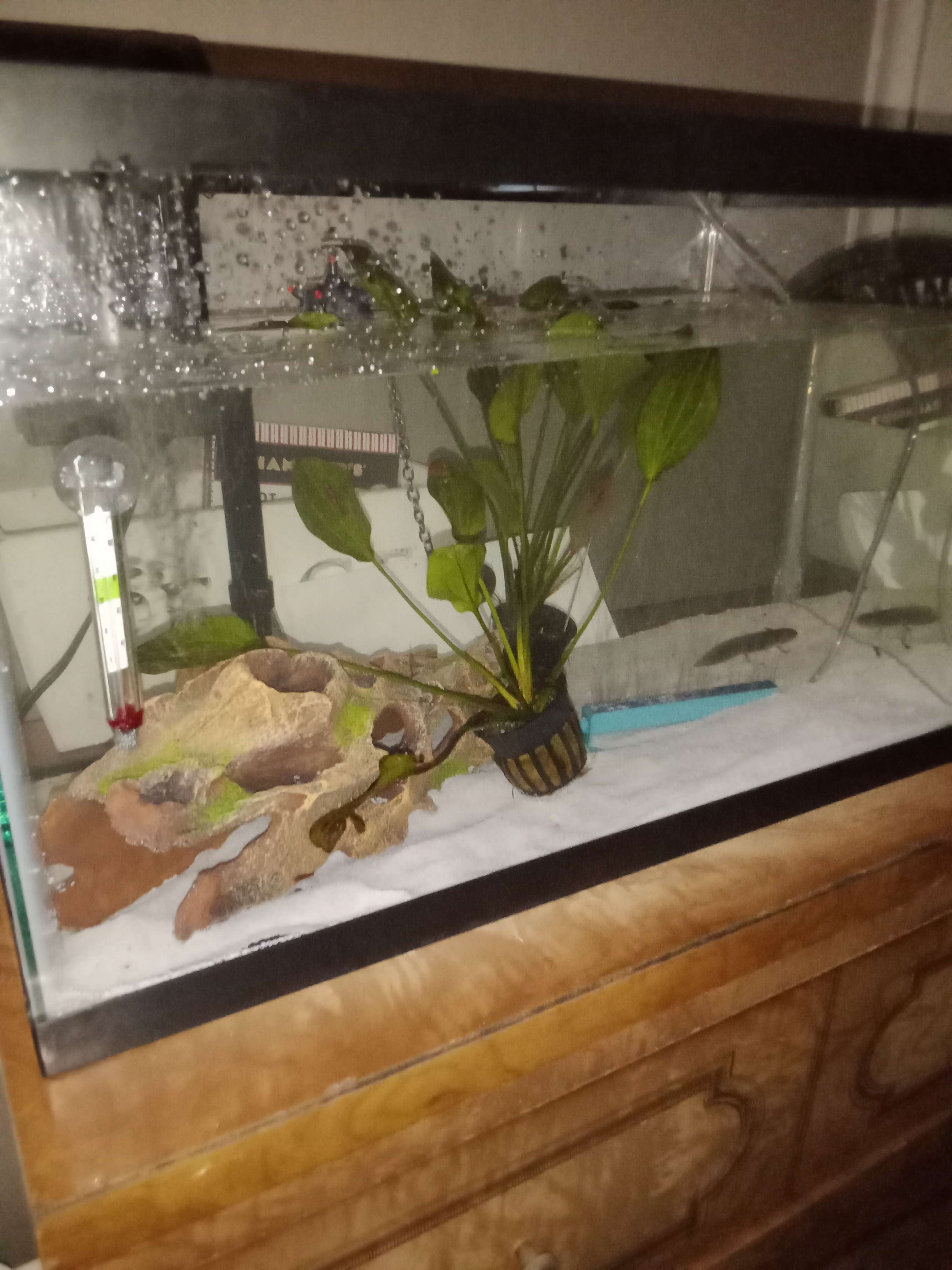 axolotl aquarium setup