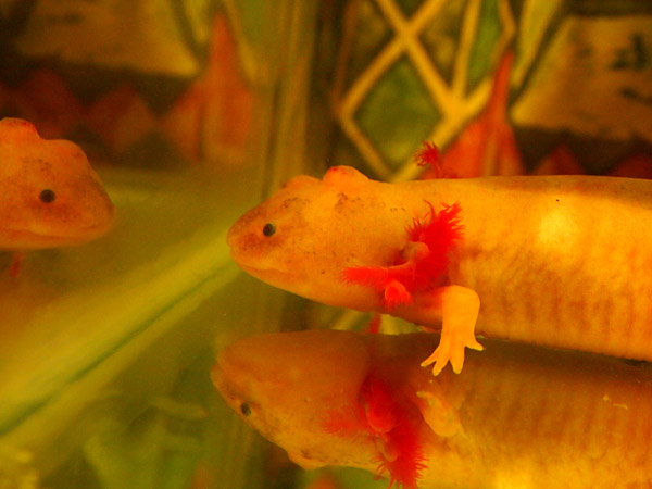 Bacterial Infection? Cyst? Please help! | Caudata.org: Newts and ...