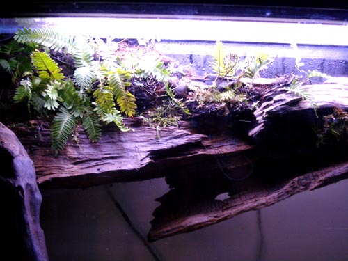 Added a wicking rope and some moss to hide it : r/paludarium