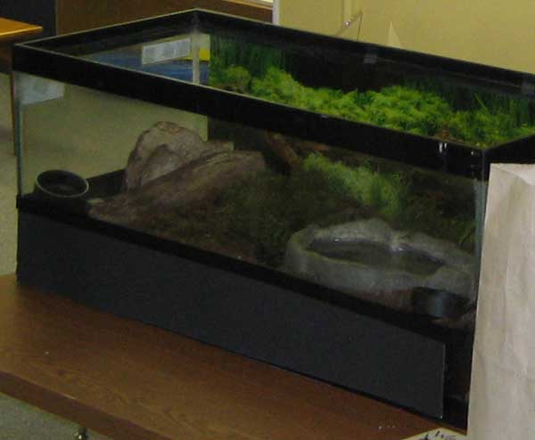 redone setup for tiger sal exhibit | Caudata.org: Newts and Salamanders ...