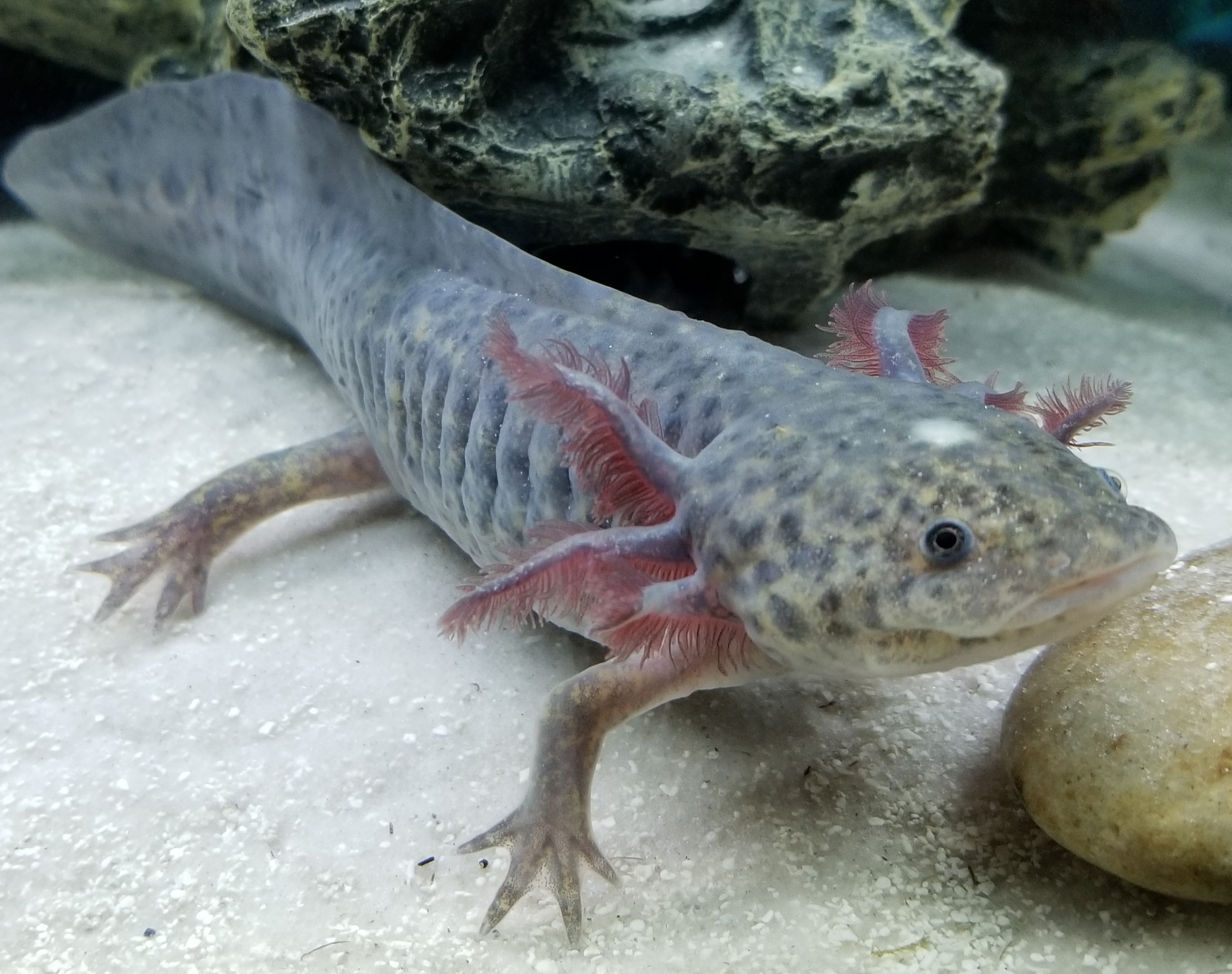 be excellent to each other on Tumblr: bead axolotls! i didn't see any  patterns for them already online, so i designed them based on the bead  lizards i did leucistic