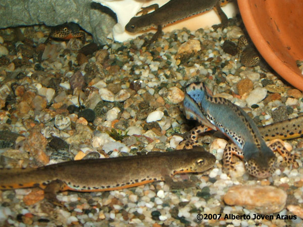 Triturus alpestris