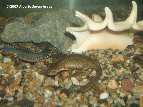 Triturus alpestris