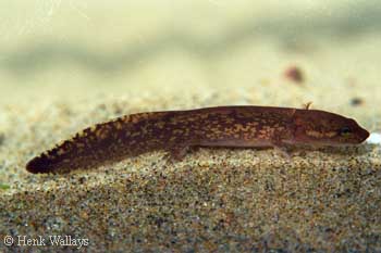 larval Dicamptodon