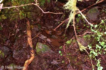 R. variegatus habitat