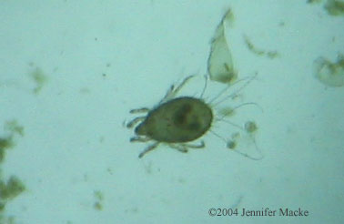 aquatic mite