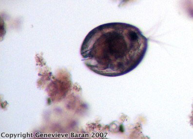 ostracod