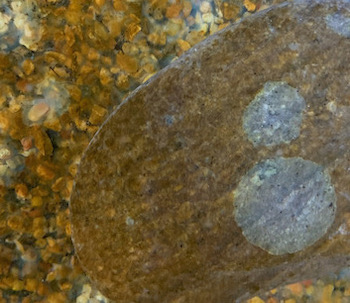 aquatic slime mold