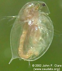 Daphnia magna