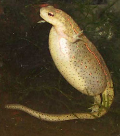 bloated newt