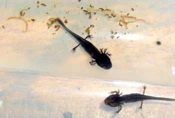 Transparent tank funk?  : Newts and Salamanders Portal