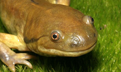 Tiger Salamander