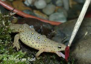 pet newts