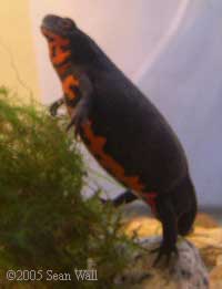 bloated newt