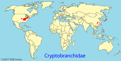 Cryptobranchidae distribution