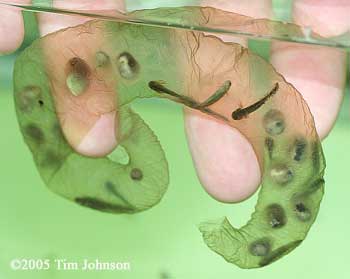 H. dunni egg sac