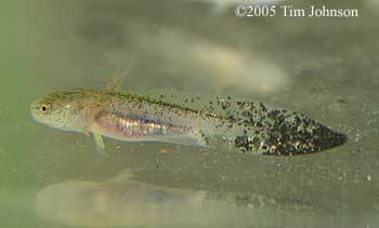 H. dunni larvae