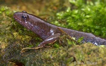 Caudata Culture Species Entry - Hynobius tokyoensis