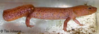 Caudata Culture Species Entry - Pachytriton - Paddletail