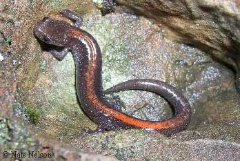 Plethodon angusticlavius