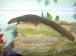 newts 021.jpg